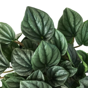 Peperomia, 6in HB, Silver Frost