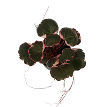 Load image into Gallery viewer, Begonia, 4in, Strawberry Variegated
