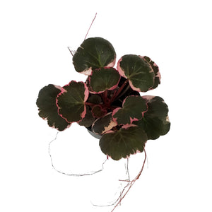 Begonia, 4in, Strawberry Variegated