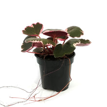 Load image into Gallery viewer, Begonia, 4in, Strawberry Variegated
