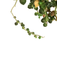 Load image into Gallery viewer, String of Pearls, 7.5in HB, Senecio Rowleyanus
