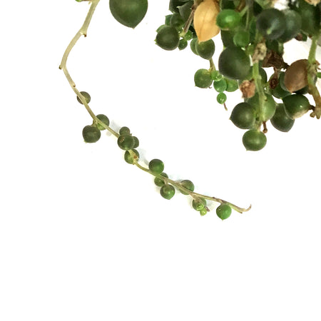 String of Pearls, 7.5in HB, Senecio Rowleyanus