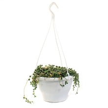 Load image into Gallery viewer, String of Pearls, 7.5in HB, Senecio Rowleyanus
