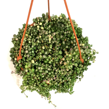 String of Pearls, 7.5in HB, Variegated