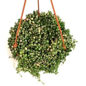 String of Pearls, 7.5in HB, Variegated