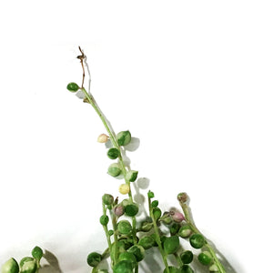 String of Pearls, 7.5in HB, Variegated