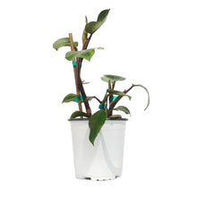 Load image into Gallery viewer, Philodendron, 6in, White Knight
