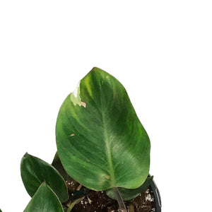 Philodendron, 6in, White Knight