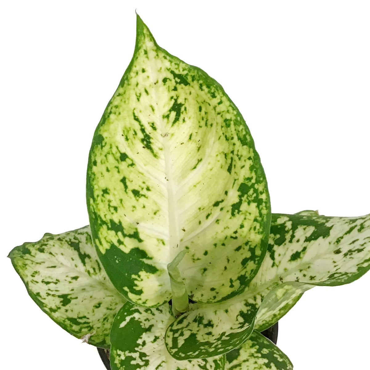 Dieffenbachia, 3.5in, Tropic Snow