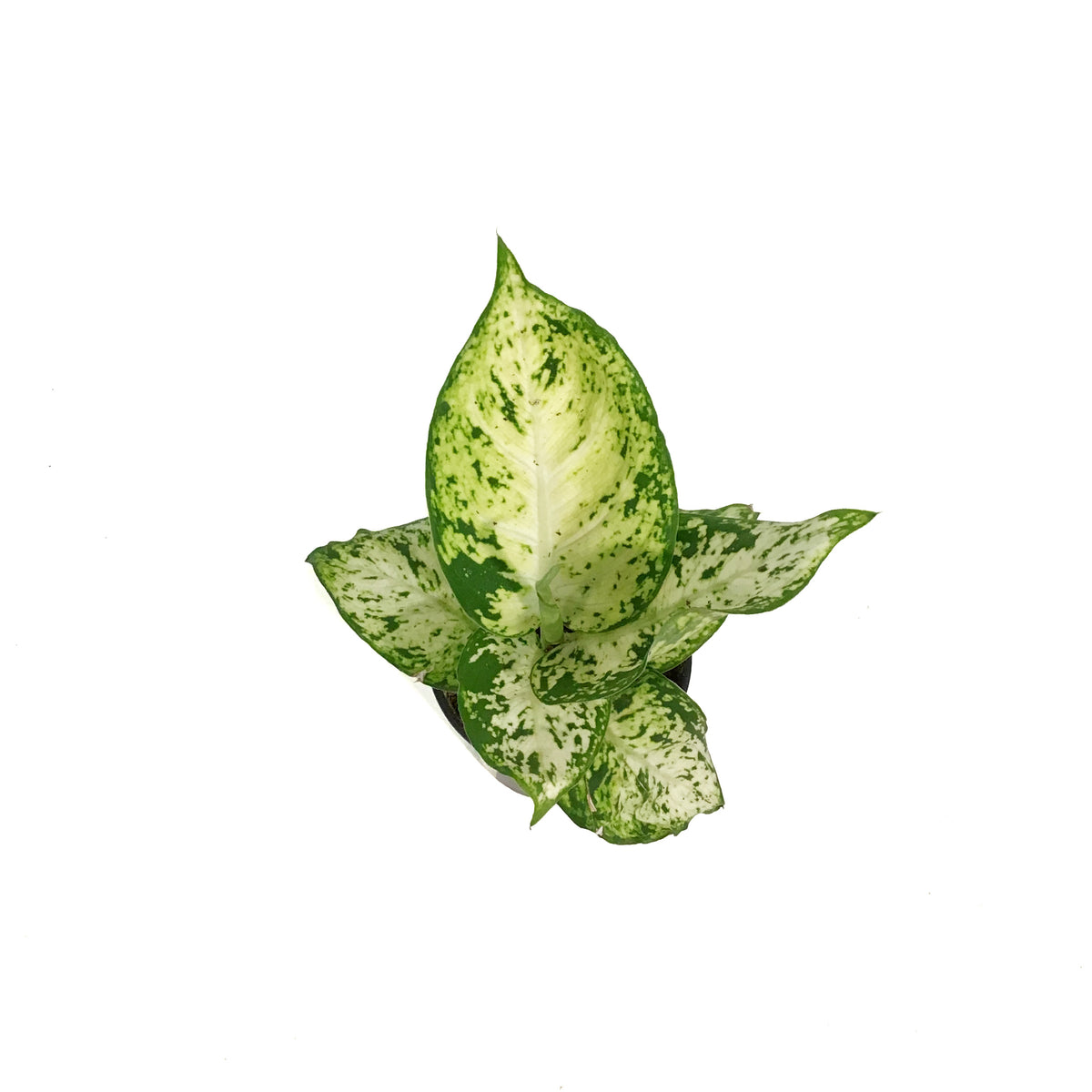 Dieffenbachia, 3.5in, Tropic Snow