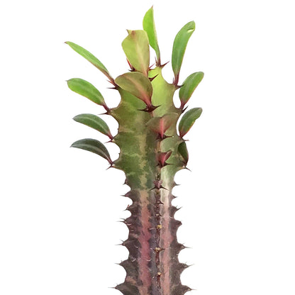 Cactus, 3in, Euphorbia African Milk Tree, Red