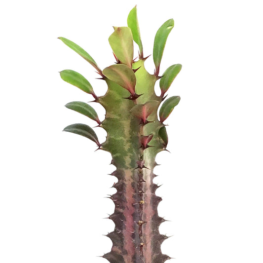 Cactus, 3in, Euphorbia African Milk Tree, Red
