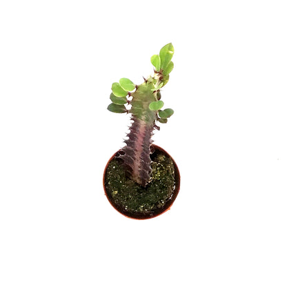 Cactus, 3in, Euphorbia African Milk Tree, Red