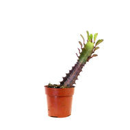 Cactus, 3in, Euphorbia African Milk Tree, Red