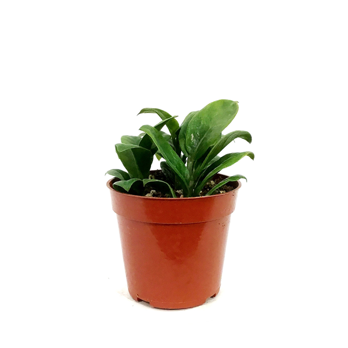 ZZ Plant, 4in, Zamioculcas Zamiifolia Zenzi