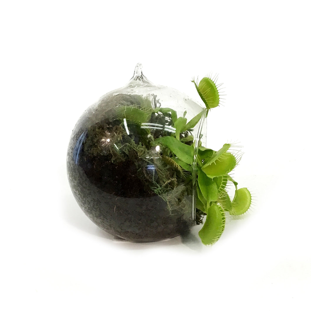 Venus Flytrapin Luna Orb Terrarium