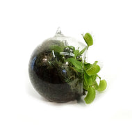 Venus Flytrapin Luna Orb Terrarium
