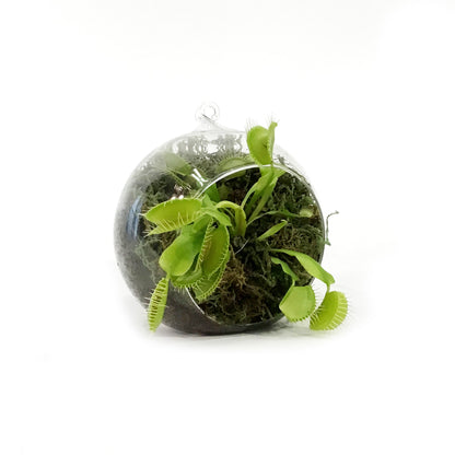 Venus Flytrapin Luna Orb Terrarium