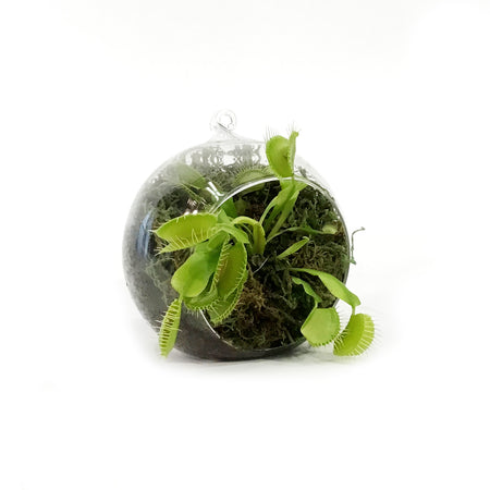 Venus Flytrapin Luna Orb Terrarium