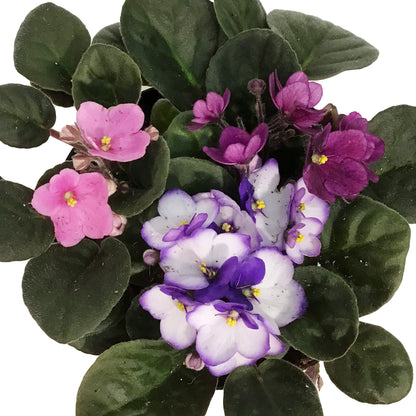African Violet, 6in, Muliti