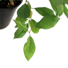 Load image into Gallery viewer, Cherry, 1 gal, Cupid
