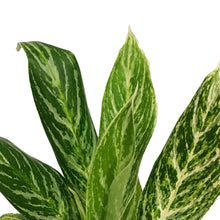 Load image into Gallery viewer, Aglaonema, 5in, Golden Madonna
