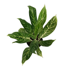 Load image into Gallery viewer, Aglaonema, 5in, Golden Madonna
