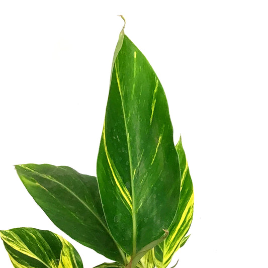 Shell Ginger, 5in, Variegated