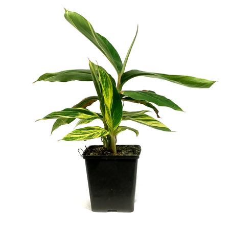 Shell Ginger, 5in, Variegated