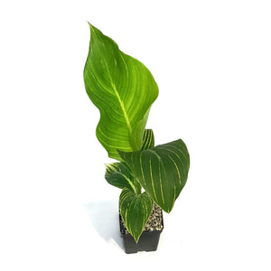 Canna, 5in, Tropicanna® Gold