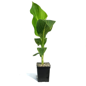 Canna, 5in, Tropicanna® Gold