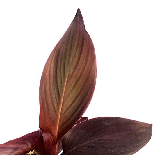 Canna, 5in, Tropicanna® Black