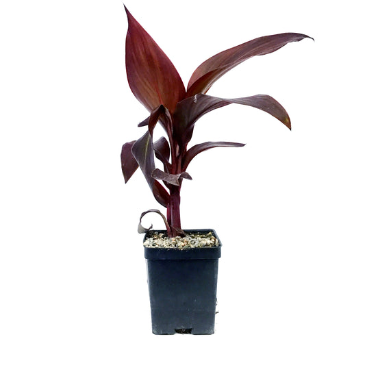 Canna, 5in, Tropicanna® Black
