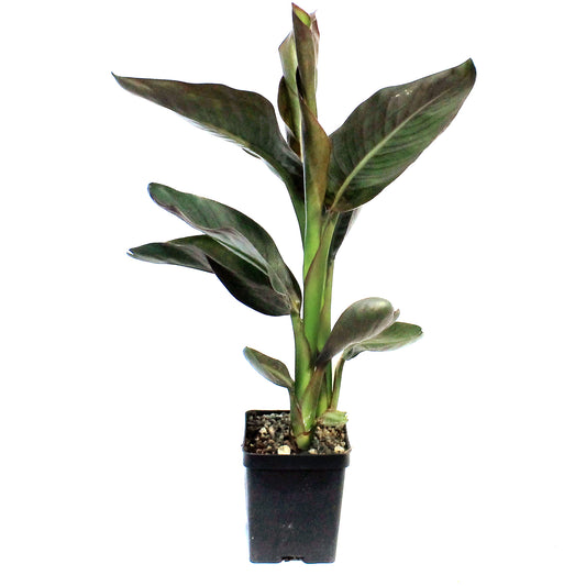Canna, 5in, Orange Chocolate