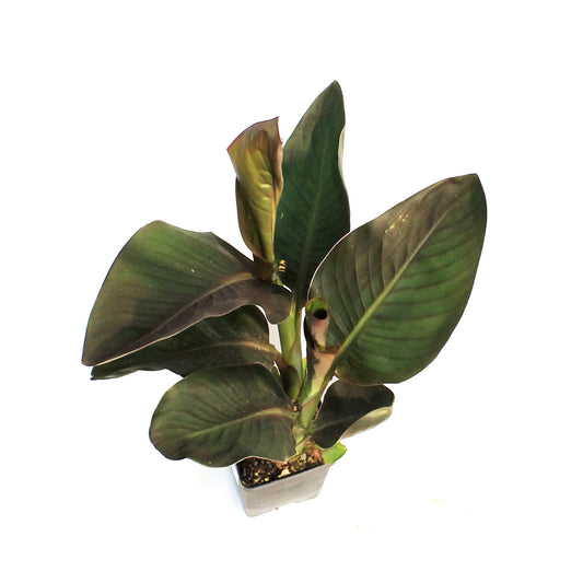 Canna, 5in, Orange Chocolate