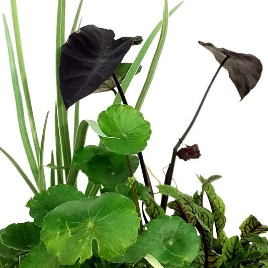 Aquabasket Planter, 8in, Colocasia