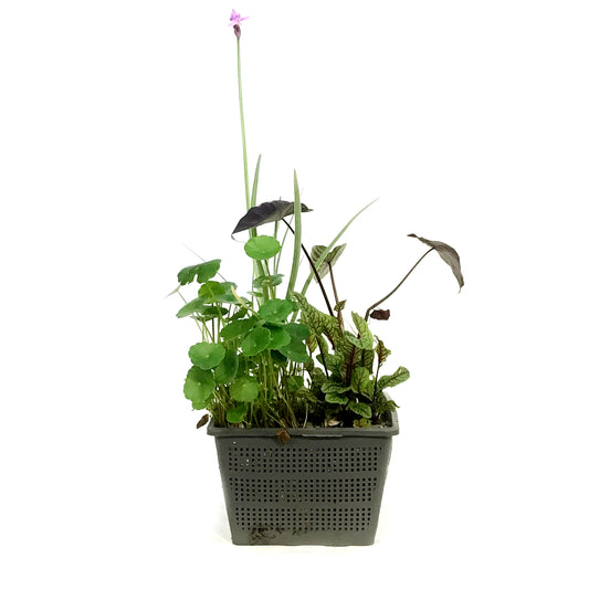 Aquabasket Planter, 8in, Colocasia
