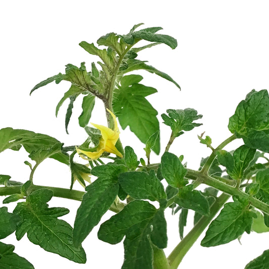 Proven Winners© Tomato, 4.5in, Cherry Bellini