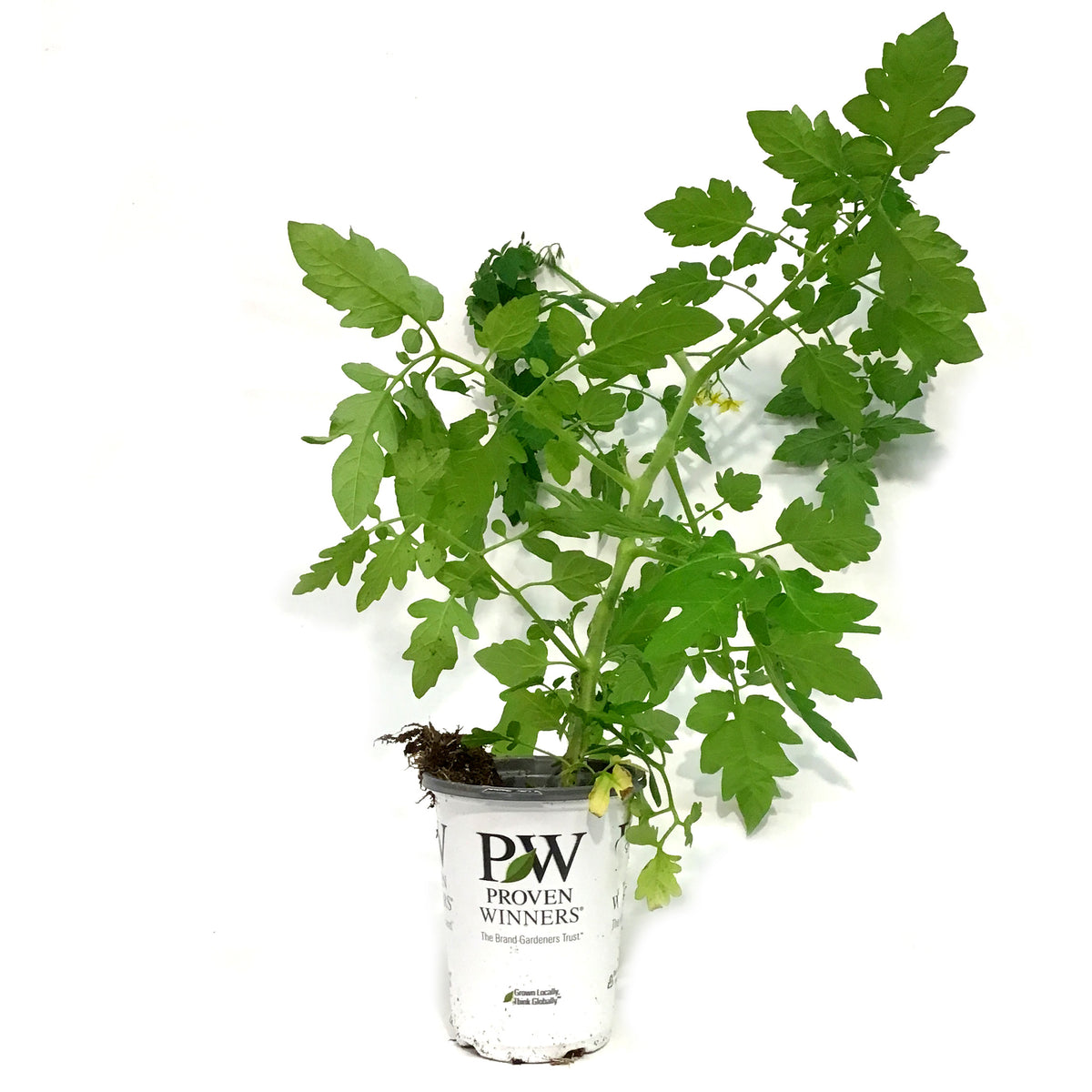 Proven Winners© Tomato, 4.5in, Patio Sunshine