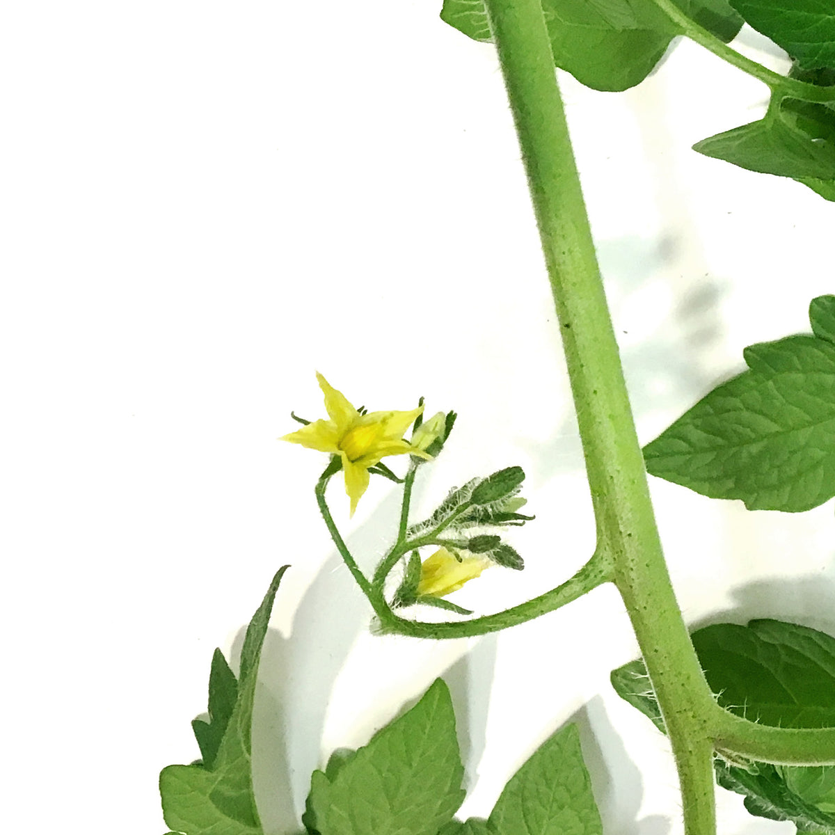 Proven Winners© Tomato, 4.5in, Patio Sunshine