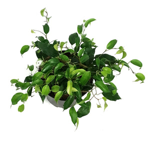 Ficus, 6in, Weeping Fig, Zig Zag