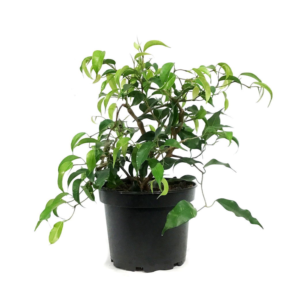 Ficus, 6in, Weeping Fig, Zig Zag