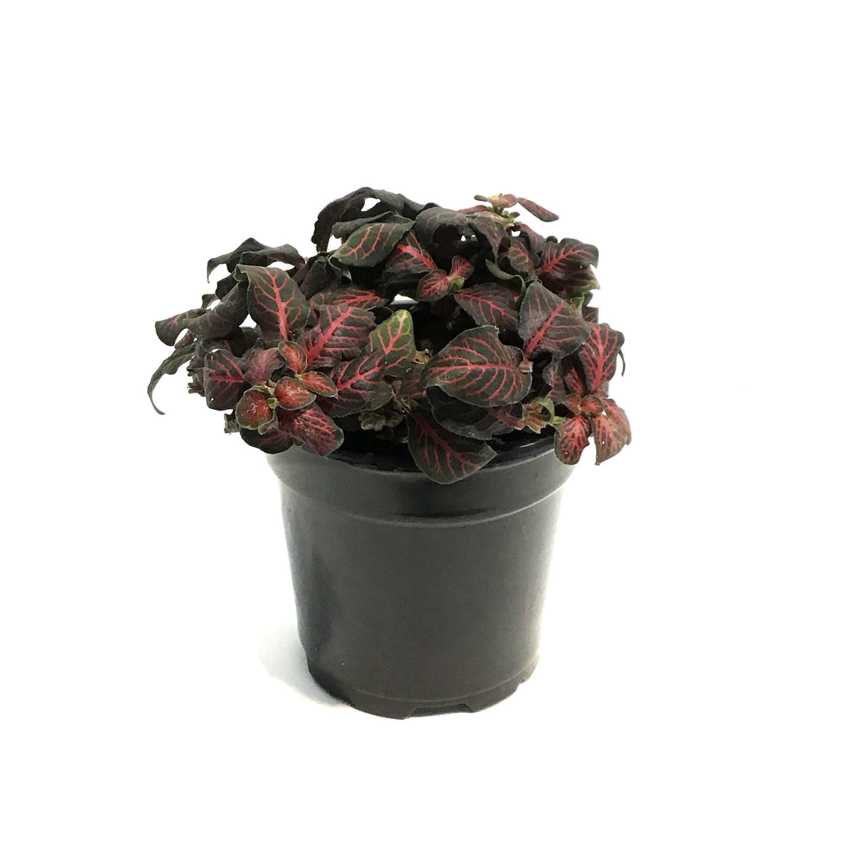 Fittonia, 4in, Nerve Plant Mini