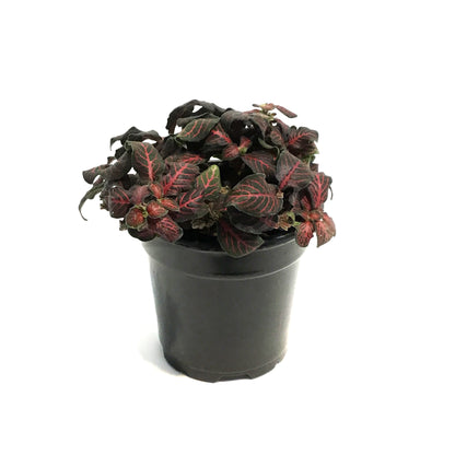 Fittonia, 4in, Nerve Plant Mini