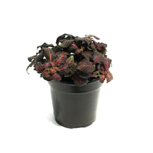 Load image into Gallery viewer, Fittonia, 4in, Nerve Plant Mini
