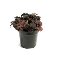 Fittonia, 4in, Nerve Plant Mini