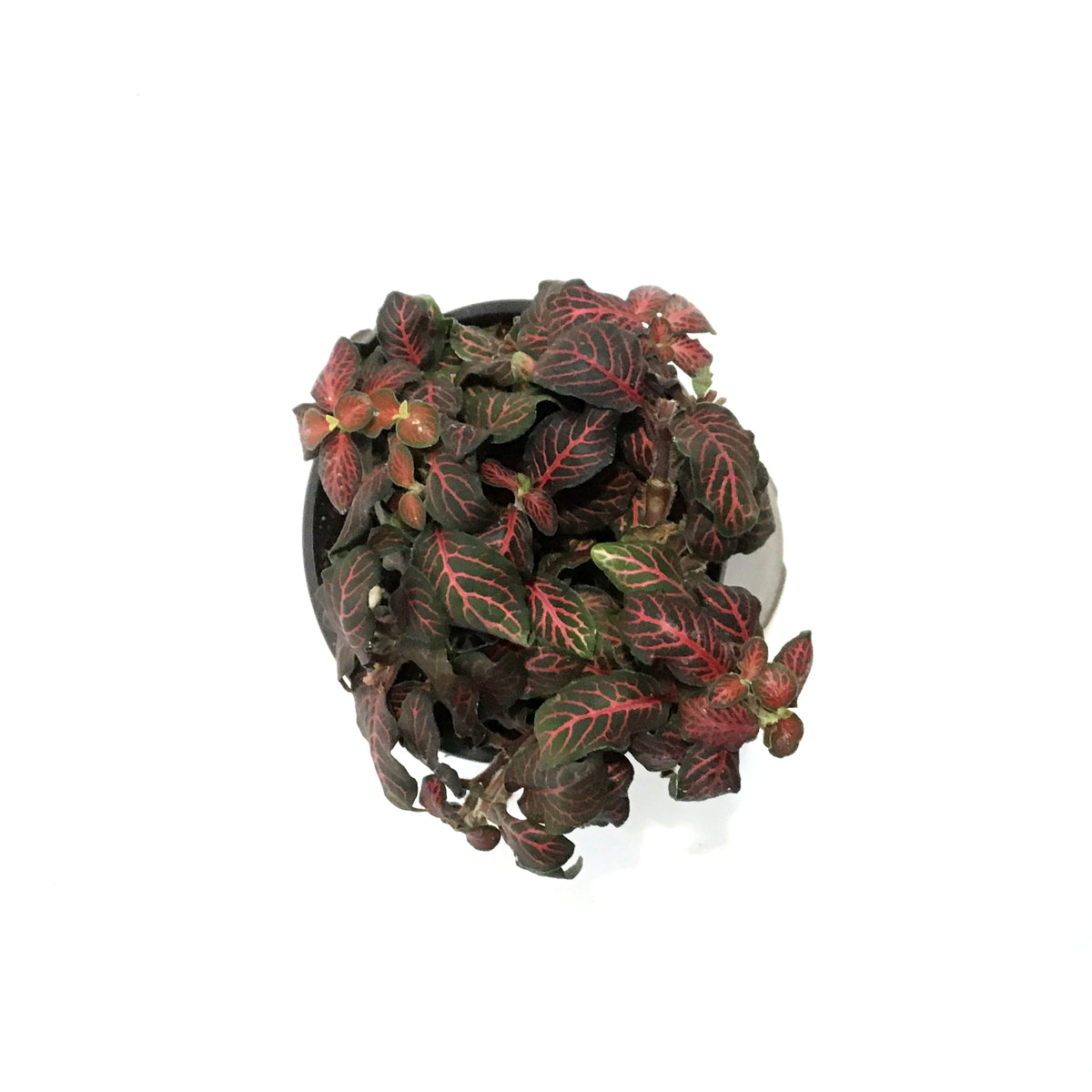 Fittonia, 4in, Nerve Plant Mini