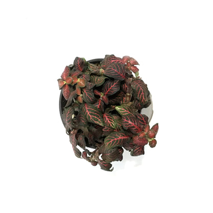 Fittonia, 4in, Nerve Plant Mini