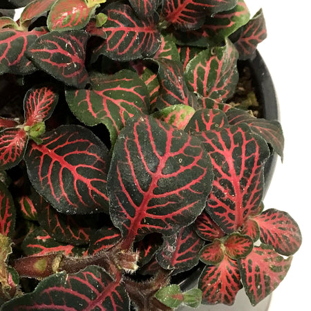 Fittonia, 4in, Nerve Plant Mini