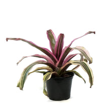 Load image into Gallery viewer, Bromeliad, 6in, Neoregelia Pink Magic
